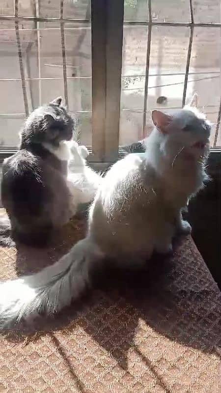 Persian Home cat with 2 baby 7