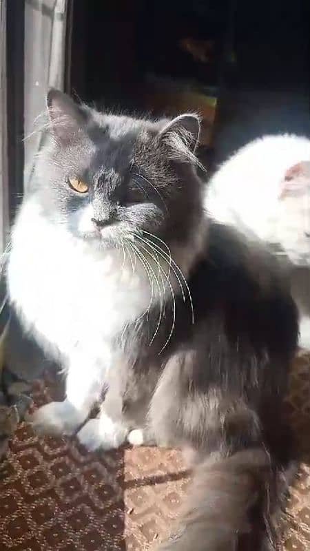 Persian Home cat with 2 baby 8