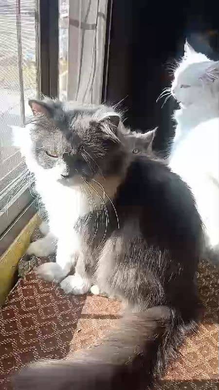 Persian Home cat with 2 baby 9