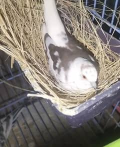 Hand tame Cocktail,Exhibition finch breeder pair,pied dove breeder pai