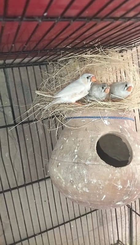 Hand tame Cocktail,Pied dove, Exhibition finch breeder pair 6