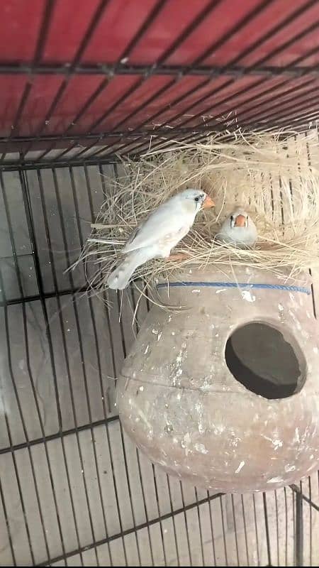 Hand tame Cocktail,Pied dove, Exhibition finch breeder pair 7