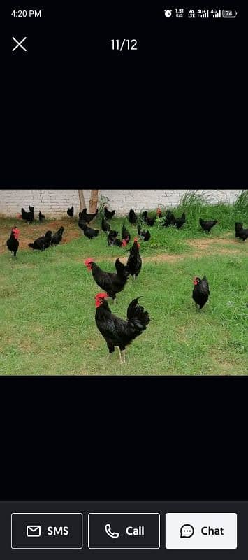 Golden | Misri | Australop | RIR | Foumi | Broiler | White Layer 2