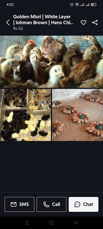 Golden | Misri | Australop | RIR | Foumi | Broiler | White Layer 4