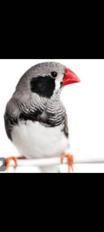 zebra finch breeder pairs bangalese society finches breeder pair 8