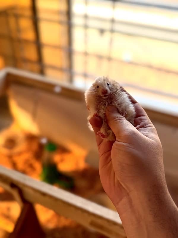 Healthy Russian Hamsters for sale. Pets/HomePet/cage/feed/woodshavings 0