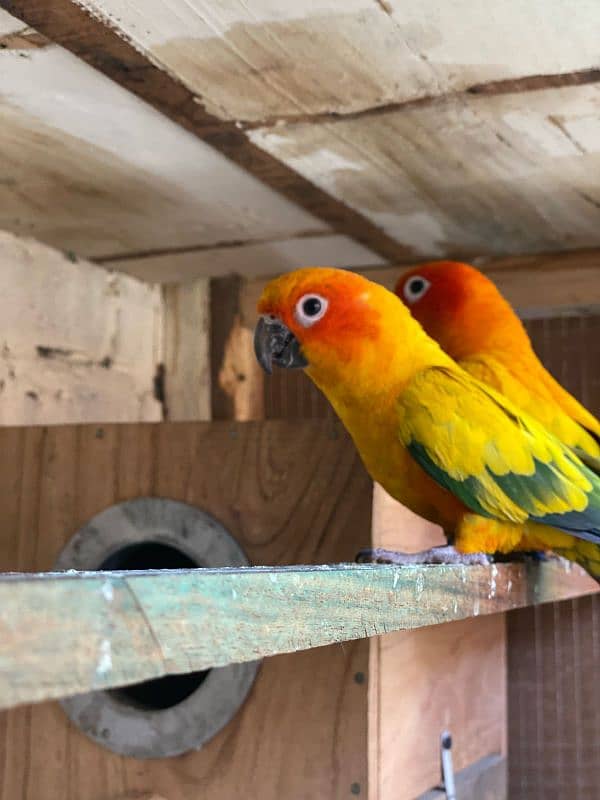 son conure breeder pair healthy and active 0