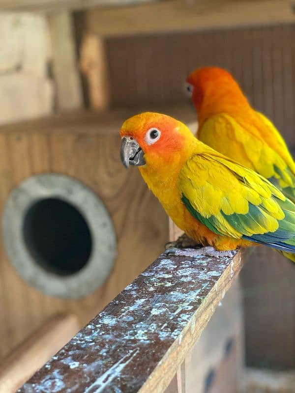 son conure breeder pair healthy and active 1