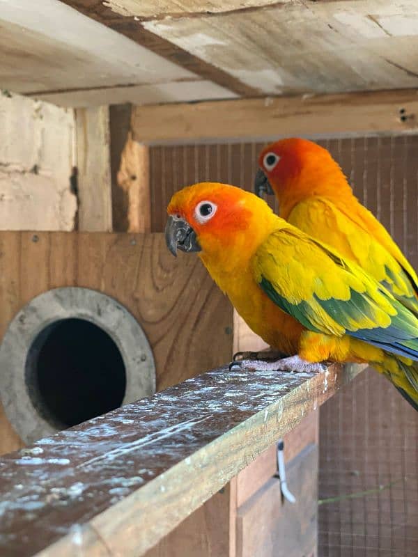son conure breeder pair healthy and active 2