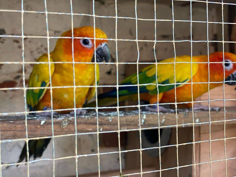 son conure breeder pair healthy and active 3