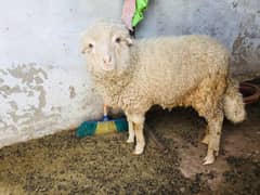 sheep for sale