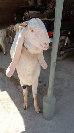 gulabi kapla Bakra
