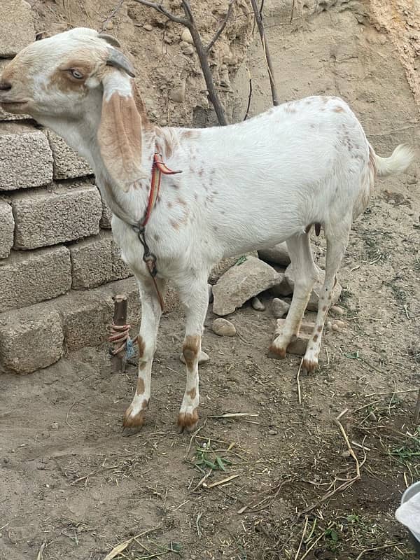 mukhi cheni 1