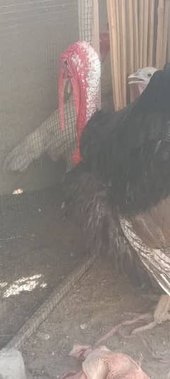 Turkey