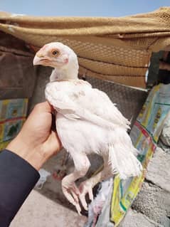 HEERA ASEEL HIGH QUALITY CONFIRM BLOODLINE