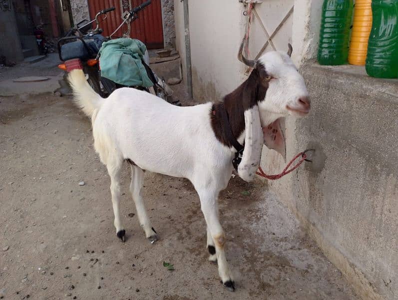2 Dant Khassi Bakra Kamori cross Bakra - Goats - 1099949625