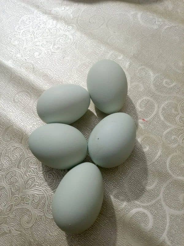Americuana eggs 1