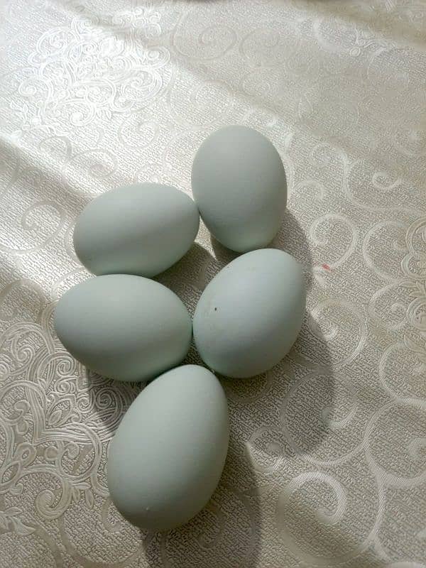 Americuana eggs 7