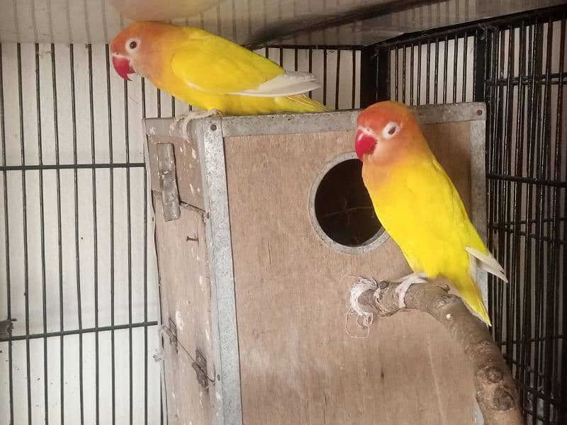 Lutino Persnata Red eyes LoveBird parrot 0