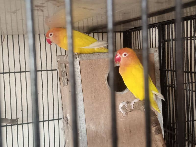 Lutino Persnata Red eyes LoveBird parrot 1