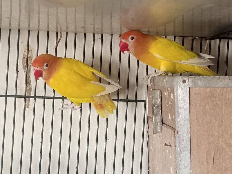 Lutino Persnata Red eyes LoveBird parrot 2