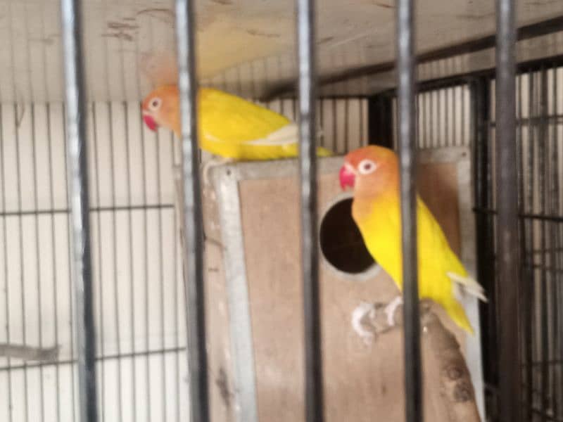 Lutino Persnata Red eyes LoveBird parrot 4