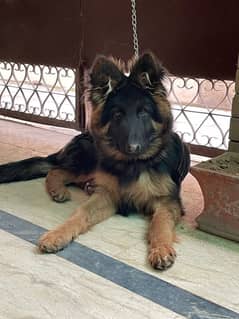 GERMAN SHEPHERD LONG COAT MALE WITH HVY BONE STRUCTURE