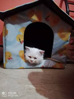 male Persian male cat