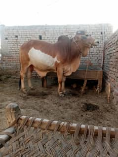 Two tooth Bull for sale - ideal for Qurbani