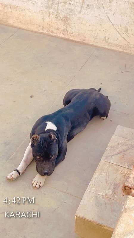American Bully Stud 0