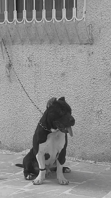 American Bully Stud 1