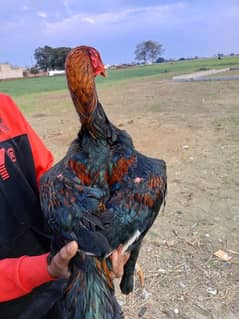 for sale shamp urgent home bread
