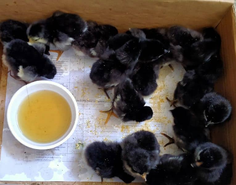 Australorp & Fyumai (Chicks and Fertile Eggs) Available 1