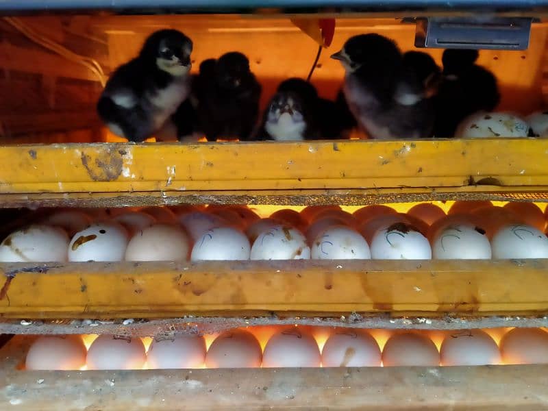 Australorp & Fyumai (Chicks and Fertile Eggs) Available 3
