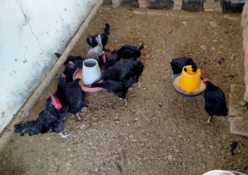 Australorp & Fyumai (Chicks and Fertile Eggs) Available 4