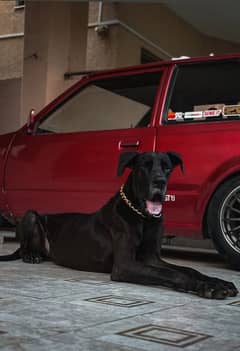 Great Dane Pair For Sale