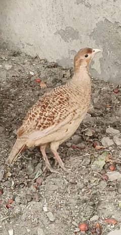 Irani
