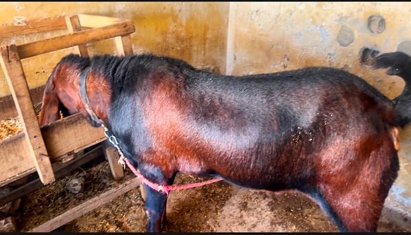 Breeder bakra For sale 0