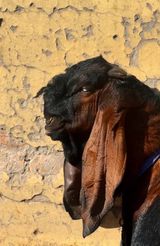 Breeder bakra For sale 1
