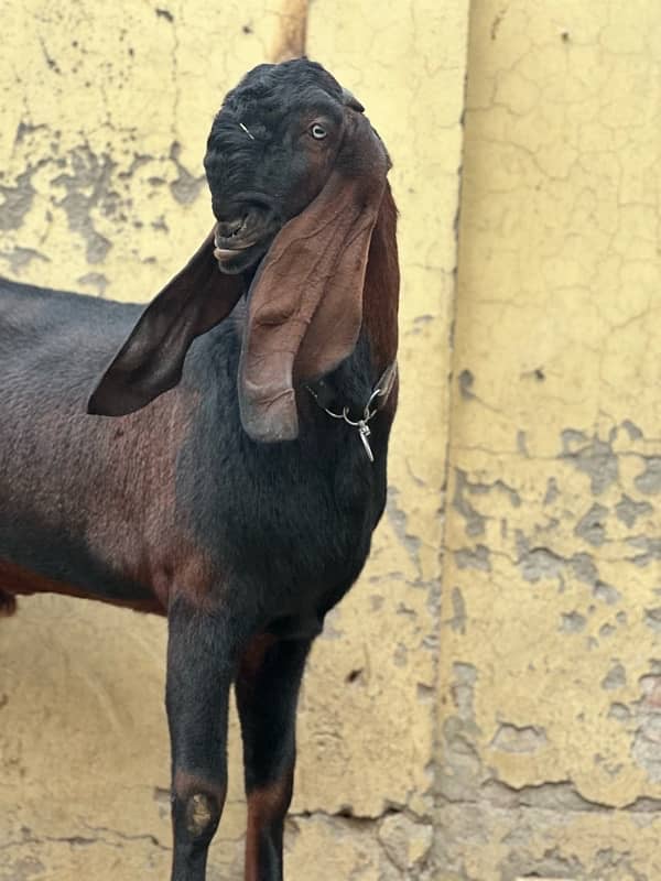 Breeder bakra For sale 2