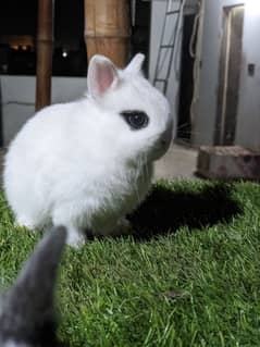 Hotot