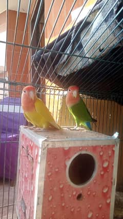 Latino love birds 5 pair breedel for sale 2 pice alag