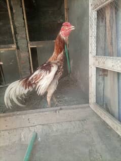 O shamo male Good Quality Active& Healthy