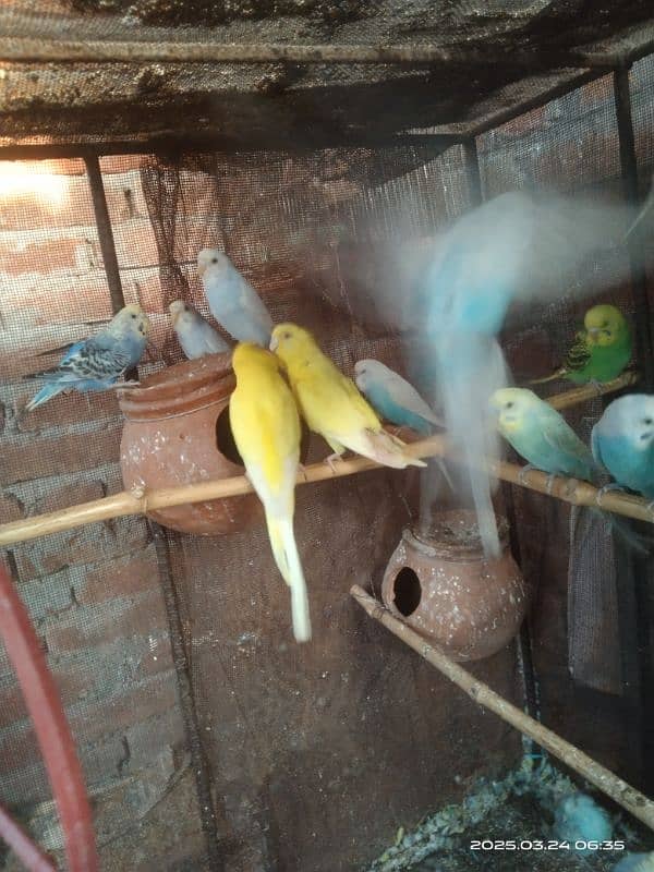 astarlion parrots 11 piece location hafizabad city 1