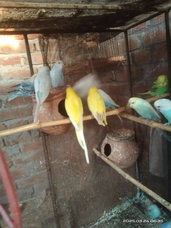 astarlion parrots 11 piece location hafizabad city 2