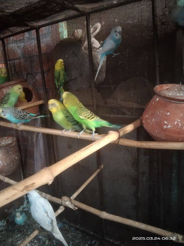 astarlion parrots 11 piece location hafizabad city 3
