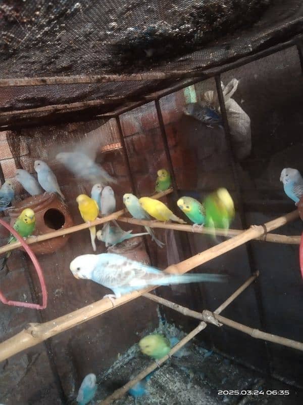 astarlion parrots 11 piece location hafizabad city 4