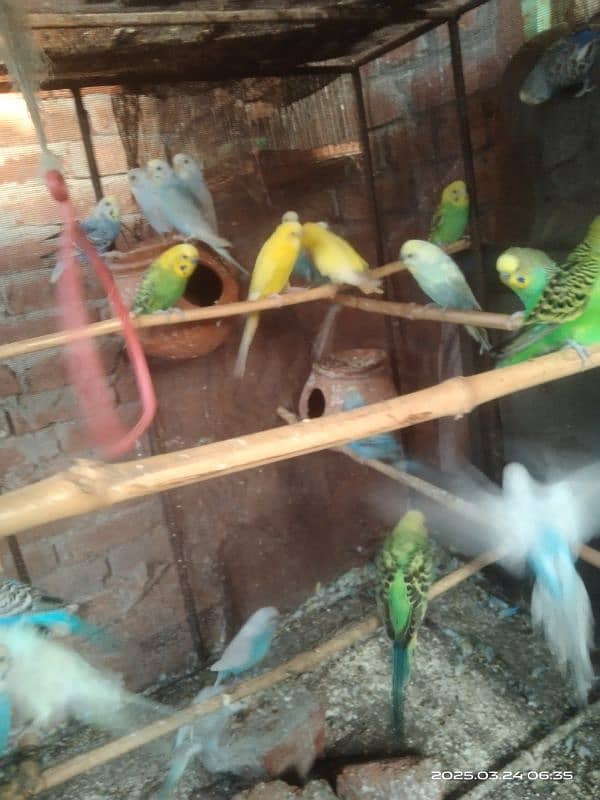 astarlion parrots 11 piece location hafizabad city 6