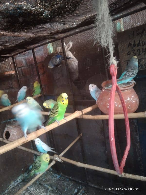 astarlion parrots 11 piece location hafizabad city 7