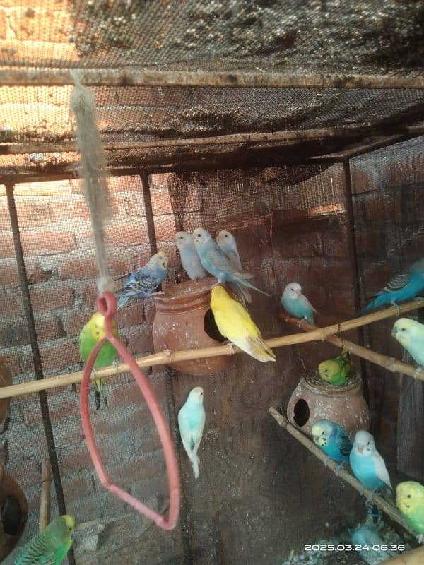 astarlion parrots 11 piece location hafizabad city 8